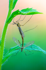 Female and male mosquito nephrotoma mate under a leaf of grass
