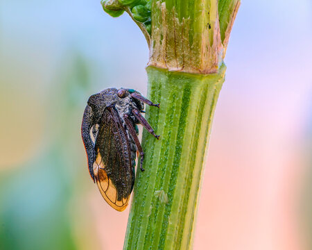 Unusual insect treehopper crawling on stalk of grass