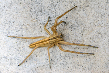 Female of spider tibellus oblongus sits on a gray stone waiting for prey