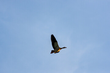 Greylag goose floating in the evening backlight high in the blue sky