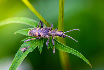 Beetle rhagium mordax crawls on leaf of grass