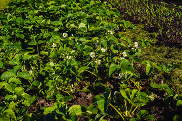 Strawberry growth bed with grass mulch. Ecological home gardening, healthy lifestyle.
