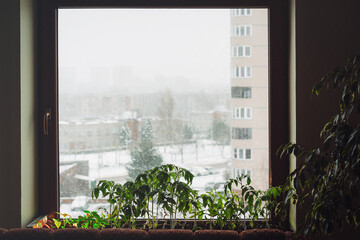 Young tomato seedlings growing on windowsill in snowy city background. Preparation for gardening season, untypical cold May. Green home gardening.