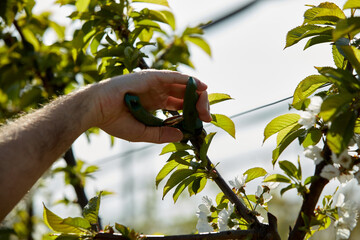 Farmer pruning cherry trees and branches of young trees during blossom in spring.