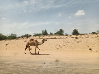 Camel walking through the desert a summer view