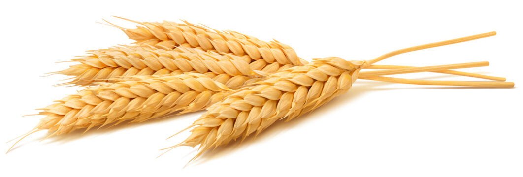 Wheat ears isolated on white background. Package design element with clipping path