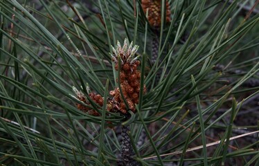Naklejka na ściany i meble P. radiata male (pollen) cone. Male Pine Cone