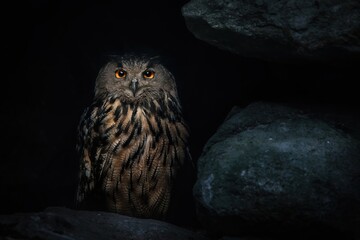 Eurasian eagle-owl (Bubo Bubo) in dark cave, Eurasian eagle owl sitting on rock at night and...