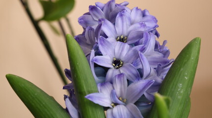 Hyacinthus purple color flower bud macro