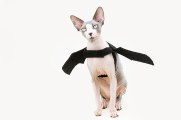 Funny sphynx cat celebrating halloween or carnival in scary costume and black bat on white...