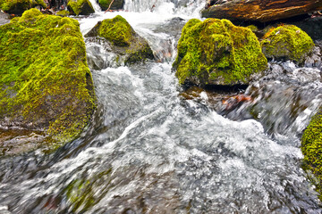 Stones covered with green moss in a mountain river