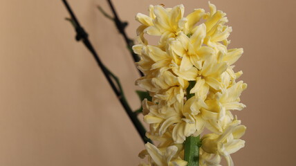 yellow fragrant hyacinth flower photo