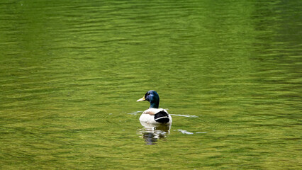 kolorowa kaczka pływa po zielonej wodzie w stawie