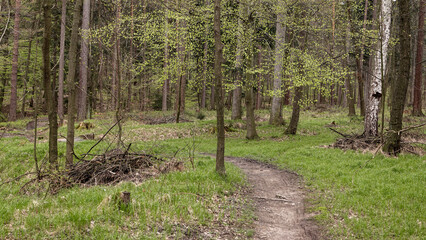 leśny krajobraz z drzewami i ścieżką pokrytą korzeniami drzew