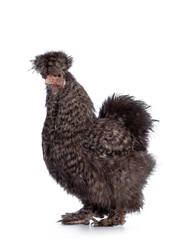 Fluffy cuckoo Silkie chicken, standing half side ways, looking at camera. Isolated on a white background. Trimmed feathers.