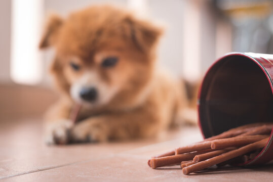 An image of adorable brown dog is eating a chew snack stick and grab it by front leg. focus on snack bucket in front.