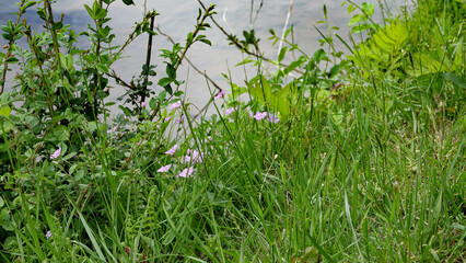 polne kwiaty i zioła na lesnej łące w pobliżu zbiornika wody