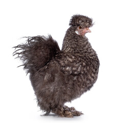Fluffy majestic cuckoo Silkie chicken, standing side ways, looking at camera. Isolated on a white background. Trimmed feathers.