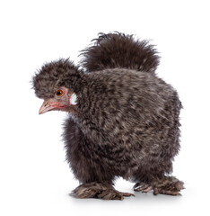 Fluffy cuckoo Silkie chicken, standing facing front, looking away to the side. Isolated on a white background. Trimmed feathers.