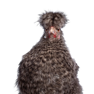 Head Shot Of Fluffy Cuckoo Silkie Chicken, Standing Facing Front, Looking Straight Ahead. Isolated On A White Background. Trimmed Feathers.