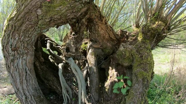Alte Kopfweide, Schwenk, Naturschutzgebiet K&uuml;hkopf-Knoblauchsaue