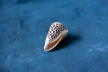 Black Cone on a blue background. Conus Marmoreus. Shell With White Triangle.