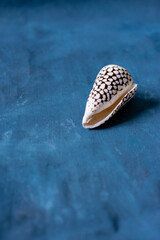 Black Cone on a blue background. Conus Marmoreus. Shell With White Triangle.