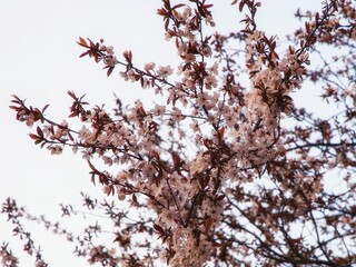 Blooming plum in spring close up