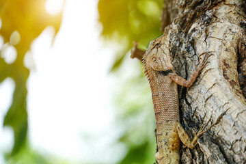A chameleon perched on a tree.Thailand.	