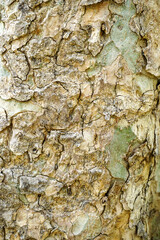 Old wood cracked texture, Seamless tree bark texture, Endless wooden background for web page fill or graphic design.	