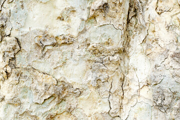 Naklejka premium Old wood cracked texture, Seamless tree bark texture, Endless wooden background for web page fill or graphic design. 