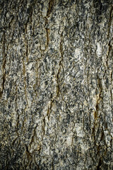 Old wood cracked texture, Seamless tree bark texture, Endless wooden background for web page fill or graphic design.	