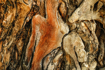 Old wood cracked texture, Seamless tree bark texture, Endless wooden background for web page fill or graphic design.	