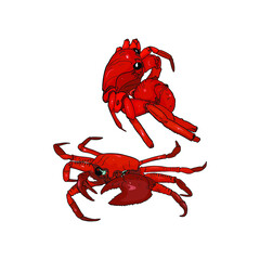 Vector illustration of two crabs. Set of icons isolated, template for the designer