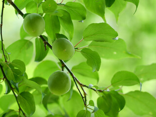 新緑と梅の実
