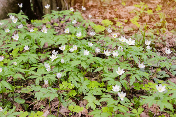 Beautiful forest spring flowers, white snowdrop covering the forest with a white floral carpet under the warm evening light