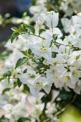 Lesser Bougainvillea flower in the park