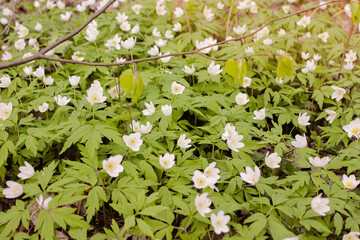 Beautiful forest spring flowers, white snowdrop covering the forest with a white floral carpet under the warm evening light