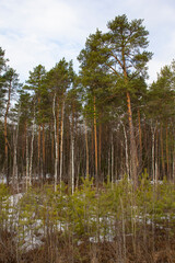 Obraz premium Forest spring landscape in the Urals. Young growth and pine trees in the background.