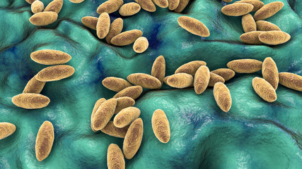 Brucella bacteria, the causative agent of brucellosis, 3D illustration