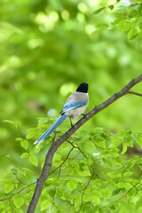 Azure-winged magpie(オナガ)