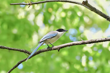 Fototapeta premium Azure-winged magpie(オナガ)