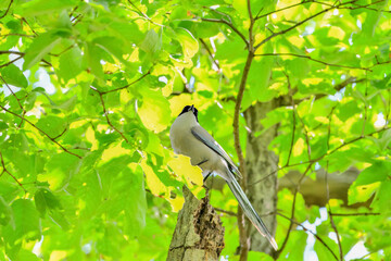 Azure-winged magpie(オナガ)