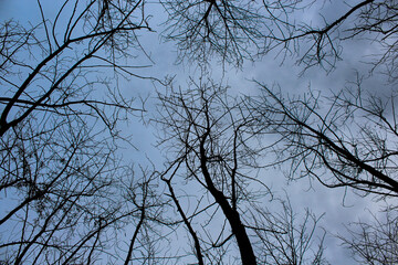 branches against blue sky