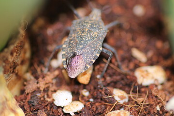 Halyomorpha Halys insect macro photo