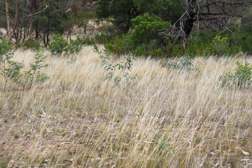 grassland and young trees