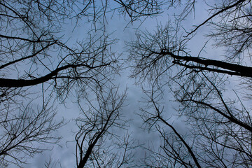 tree branches against sky