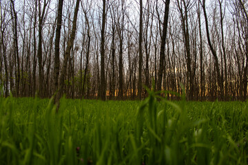 grass in the morning