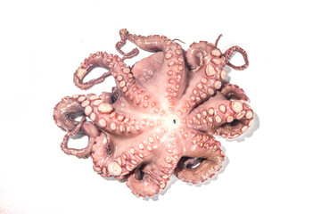Raw octopus on white