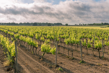 Fototapeta na wymiar Field of vines in spring with the first leaves and bunches of grapes sprouting at dawn